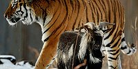 Тигр Амур с козлом Тимуром